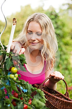 Woman harvesting tomatoes