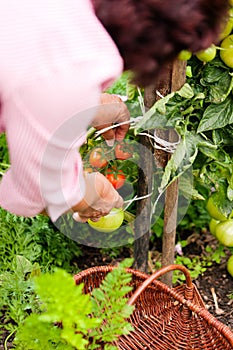 Woman harvesting tomatoes