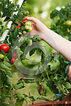 Woman harvesting tomatoes in garden