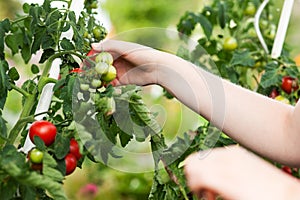 Woman harvesting tomatoes in garden