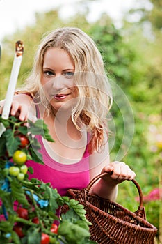 Woman harvesting tomatoes in garden