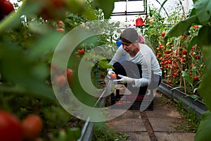 Woman harvesting tomatoes in a greenhouse. Fresh waxes, healthy and proper nutrition.