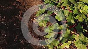 A woman harvests beets in garden bed