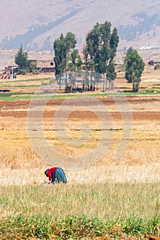 Woman in a crop field in Mantaro valley in Huancayo, Peru photo