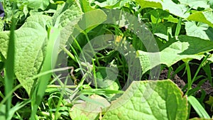 A woman harvests cucumbers on a bed in her garden