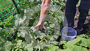 A woman harvests cucumbers on a bed in her garden