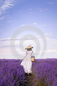 woman in a hat and a long dress collects lavender flowers in a basket. A girl walks in a lavender field