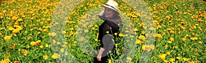 Woman with hat walks in cultivation field of Cempasuchil flower, flower for day of the dead in Mexico