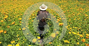 Woman with hat walks in cultivation field of Cempasuchil flower, flower for day of the dead in Mexico