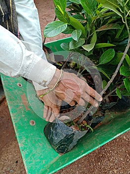 Woman hend holding a fresh plant in nursery clousup photo jack fruit plants