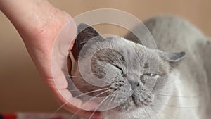 Woman hend petting grey cat close up