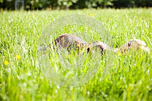 Woman And Her Belly In The Grass