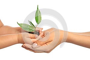Woman and her child holding soil with green plant on white background. Family concept