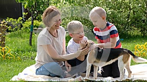 Woman and her children boys playing with dog beagle sunny day outdoors