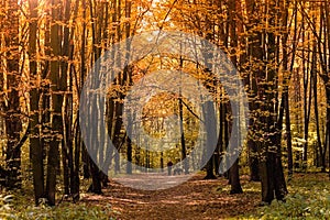 Woman with Her Dog in Autumn Forest