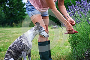 Woman with her dog cutting lavender flowers with pruning shears