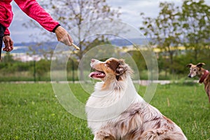 Woman and her dog doing animal obedience training