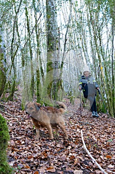 a woman and her dog walk through a cold autumn forest with trees and moss. the woman in winter hat