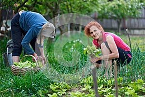 Farmer women harvesting orache photo