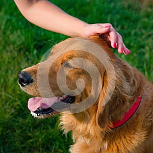 Woman and her family pet dog golden retriever. Human hand stroking beautiful dog.