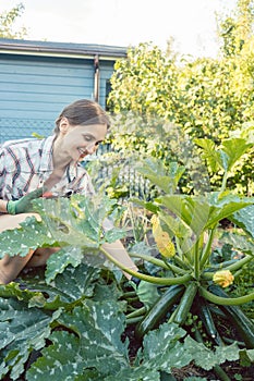 Woman in her garden harvesting cucumbers or courgette