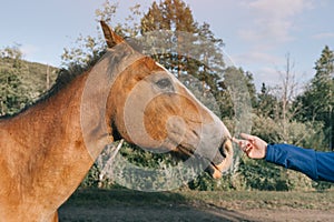 woman stroking and caressing a horse in nature. The concept of the relationship between man and animals