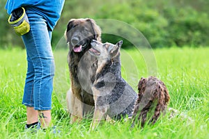 Woman with her three dogs outdoors