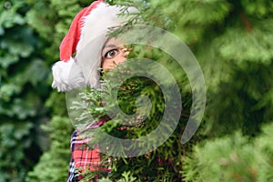 Woman hiding behind christmas tree. Girl with scared, open-eyed look in a santa claus hat looking out from the branches of juniper