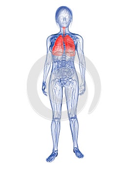 Woman - highlighted lung