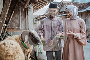 a woman with hijab feeding the goat with the green grass