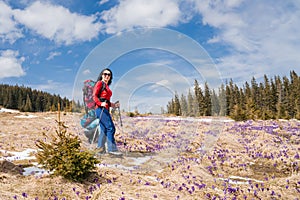 Woman hiker enjoys saffron blooming at Carpathian mountains