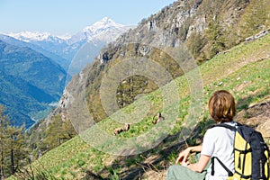 Woman hiker looking at wildlife on the Alps, Ibex grazing on grass mountain slope, Capra Ibex with big horns, springtime