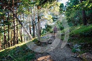 Woman hiker walking along a forest path between tall trees at dawn, Guadarrama, Madrid.