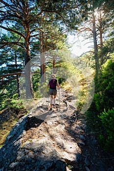 Woman hiker walking along a forest path between tall trees at dawn, Guadarrama, Madrid.