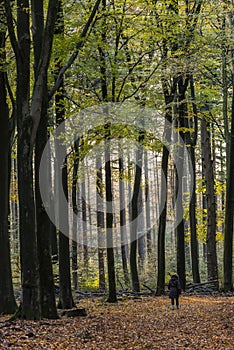 Woman Hiking in Autumn Forest