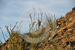 Woman Hiking Behind Ocotilla On Orocopia Mountain photo