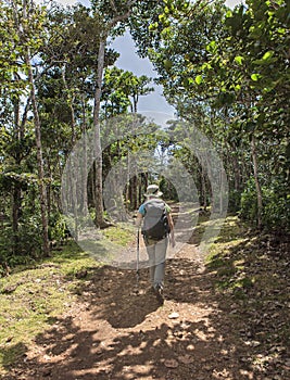 Woman hiking in the forest