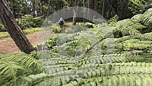 Woman hiking in the forest