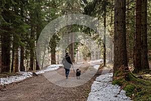 A woman hiking with her dog through a forest in the Bavarian mountains