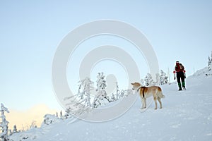 Woman hiking in mountains with akita dog.