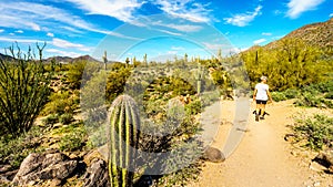 Woman hiking through the semi desert landscape of Usery Mountain Regional Park with many Saguaru, Cholla and Barrel Cacti