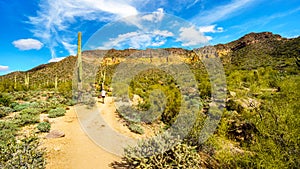 Woman hiking through the semi desert landscape of Usery Mountain Regional Park with many Saguaru, Cholla and Barrel Cacti