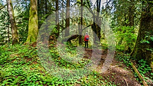 Woman hiking through the temperate rain forest of Kanaka Creek Regional Park