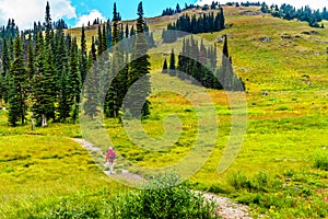 Woman hiking on Tod Mountain near the village of Sun Peaks in BC Canada