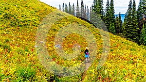 Woman hiking on Tod Mountain near the village of Sun Peaks in BC Canada