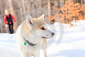 Woman hiking in winter forest with akita dog.