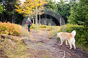 Woman hiking in woods, walking with dog