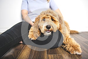 Woman with his Golden Labradoodle dog isolated on white background