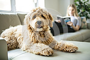 Woman with his Golden Labradoodle dog reading at home