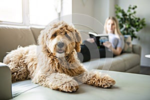 Woman with his Golden Labradoodle dog reading at home